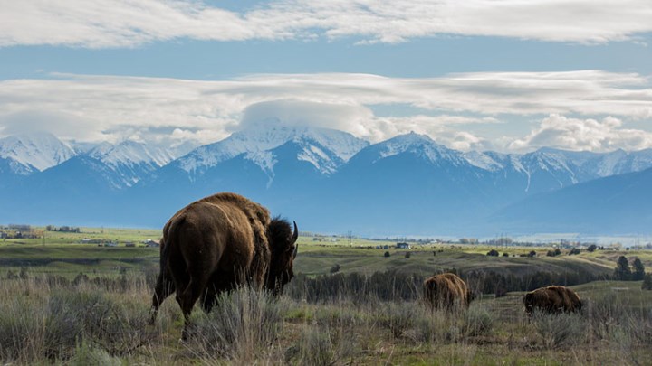 Hunting, Transplanting Needed to Cut Arizona Bison Population