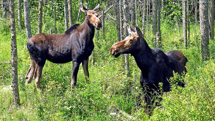 Maine Sees Increase in Female Moose Hunters