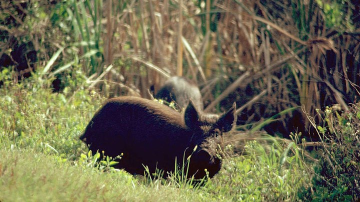 Controlling Feral Hogs with a Sterilization-Hunting Combo