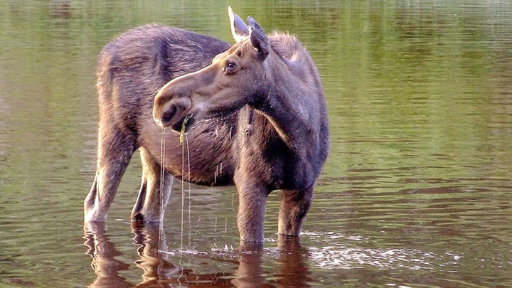 Wolf Released at Michigan National Park to Cull Moose