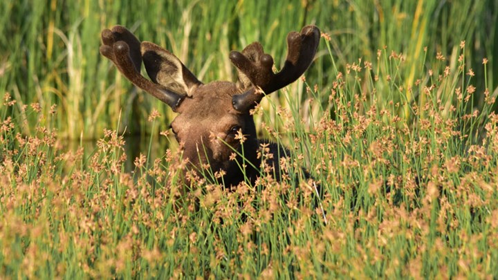 Celebrate America’s National Wildlife Refuge Week, Oct. 13-19