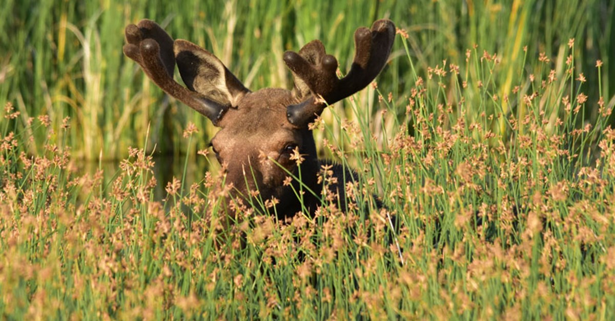 NRA Hunters' Leadership Forum Celebrate America’s National Wildlife