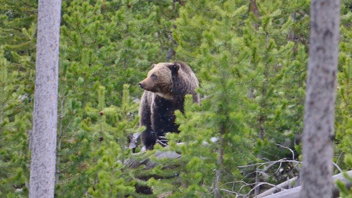 Another Hunter Kills A Grizzly Bear in Self-Defense