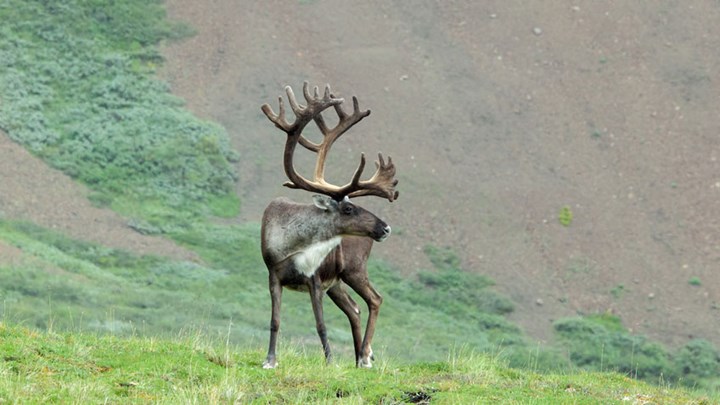 Observing a Subsistence Caribou Hunt in Alaska
