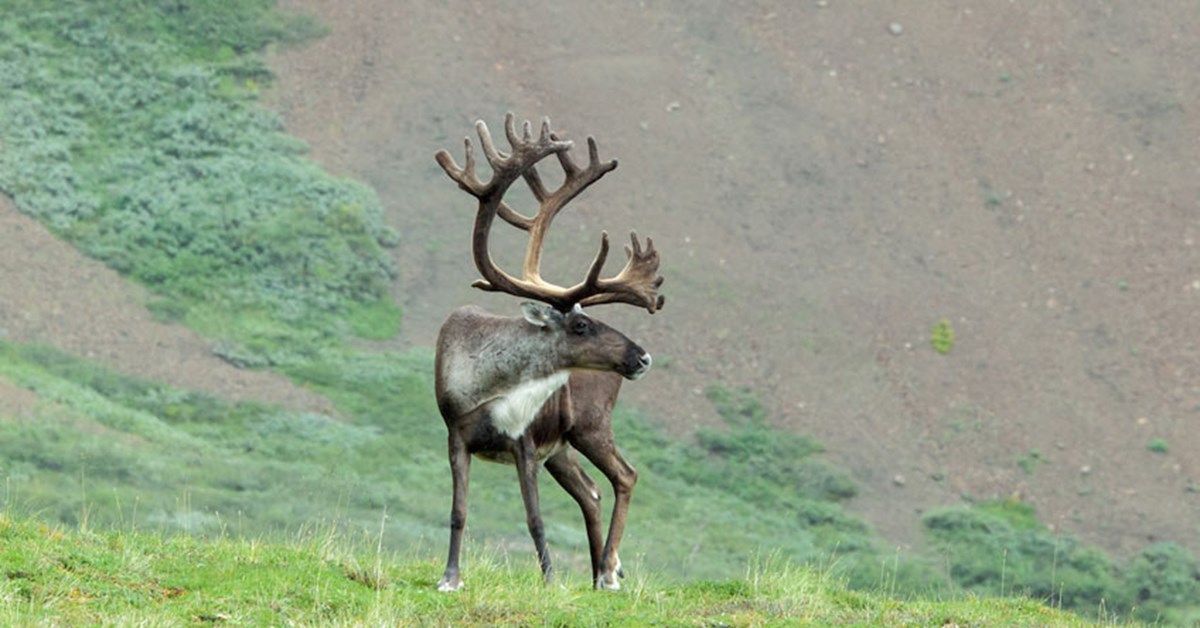 NRA Hunters' Leadership Forum Observing a Subsistence Caribou Hunt in