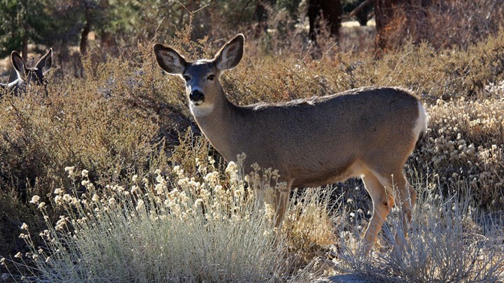 How I Ate Deer Tag Soup and Loved It