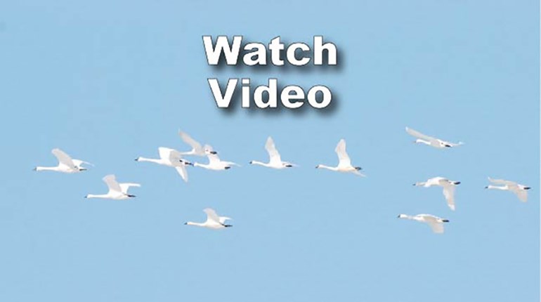 NRA Hunters' Leadership Forum | Utah’s Early Closure of Swan Hunt Attests to Species Recovery