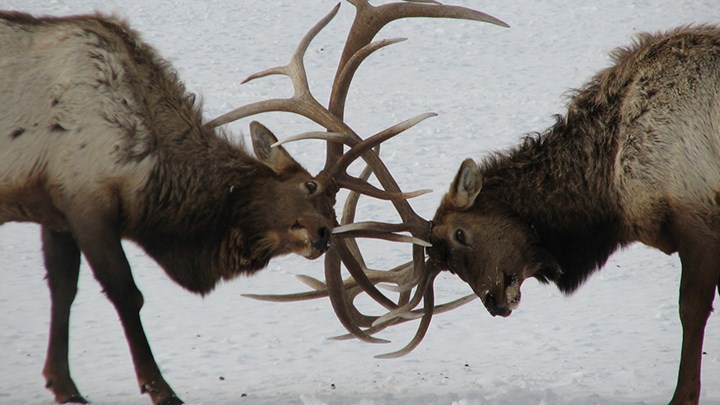 Hunters to Help Cut Elk Numbers in S.D. National Park 