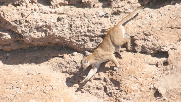 How Long before Cougars Realize Humans Are Prey?