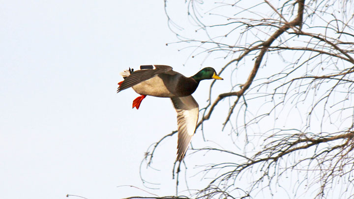 The banding of waterfowl is made possible by the excise tax hunters pay through the Pittman-Robertson Act. 