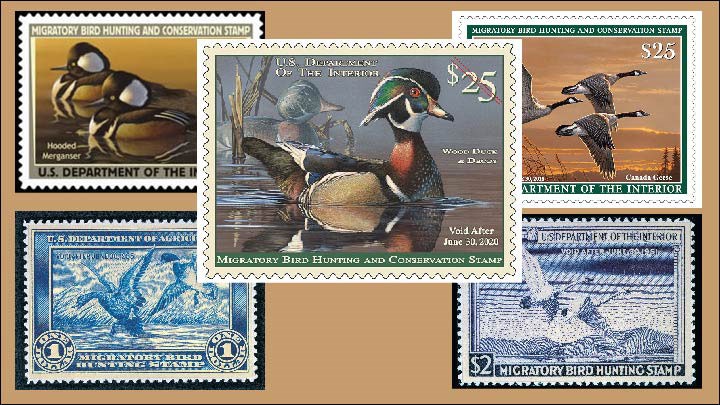 USFWS Proposes Including Hunting on Duck Stamp