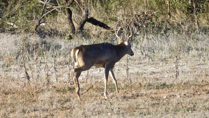 Texas Bolstering Deer Populations after 2019 Anthrax Outbreak