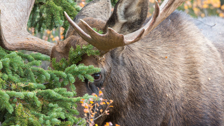 A moose grazes in Isle Royale National Park. (Image by Keith R. Crowley, CrowleyImages.com.)
