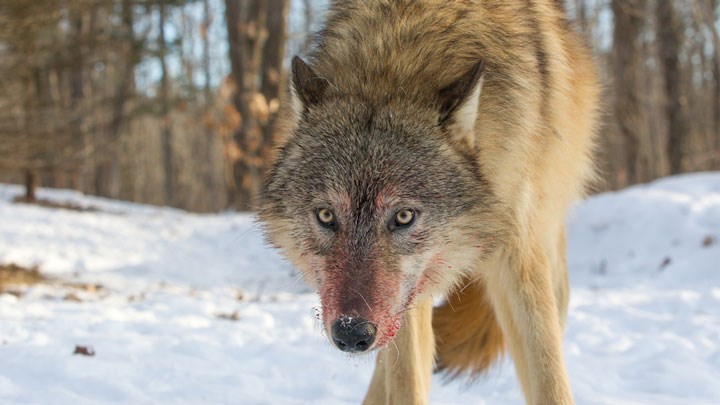 Isle Royale National Park Is Epicenter of Ongoing Wolf-Moose Study