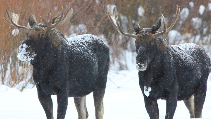 One of the intriguing questions biologists hope to answer in the wolf-moose study taking place at Isle Royale National Park is why the size of moose skulls have shrunk 16 percent over the last 40 years. 