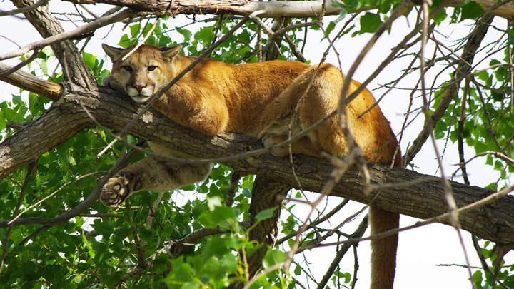 Mountain lion attacks on humans are on the rise in Colorado due to the limited controls on the predator. (Image by Justin Shoemaker.)