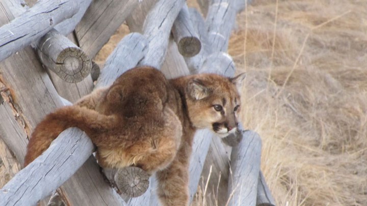 Woman Attacked by Mountain Lion in Colorado RV Park