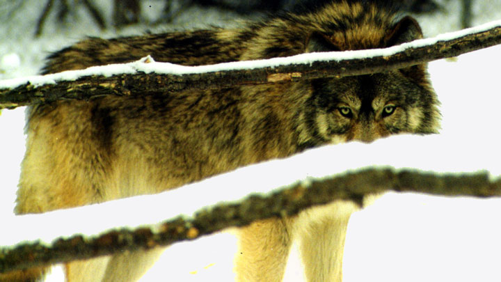 Grey wolves, if introduced into Colorado, will compete for prey with mountain lions, further pressuring mule deer populations, as well as pets. (Image courtesy of Scott Flaherty, USFWS Midwest Region.)