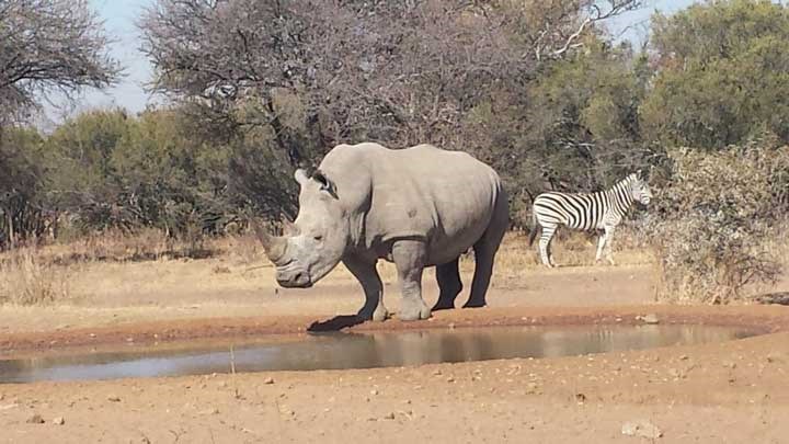 Poachers Assassinate Rhino Poaching Investigator in South Africa