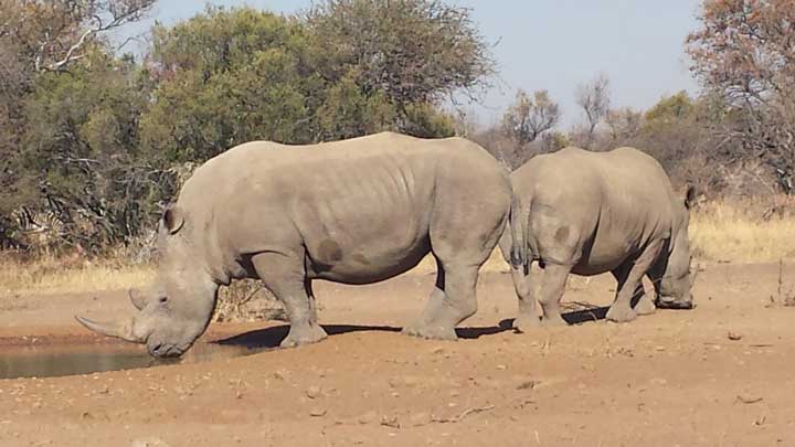 Rhino poachers killed the top rhino poaching investigator in South Africa, Lt. Col. Leroy Brewer. (Image by Phil Phillips.)