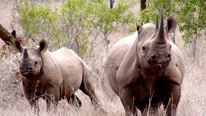 Black rhinos lost a friend today with the assassination of Lt. Col. Leroy Brewer in South Africa. (Image by Karl Stromayer, USFWS.)