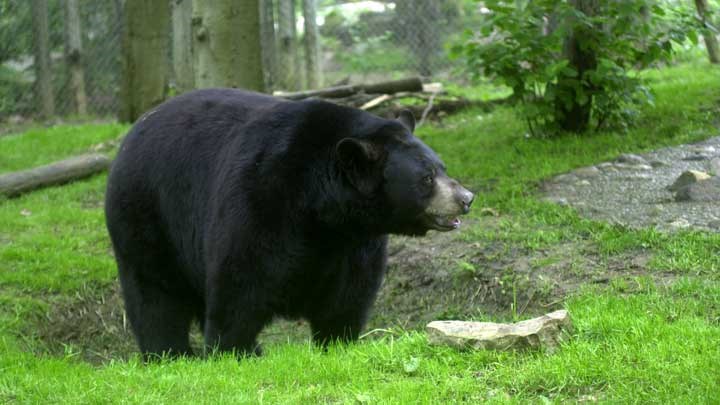 What Does New Jersey's Pope-And-Young Record Black Bear Mean?