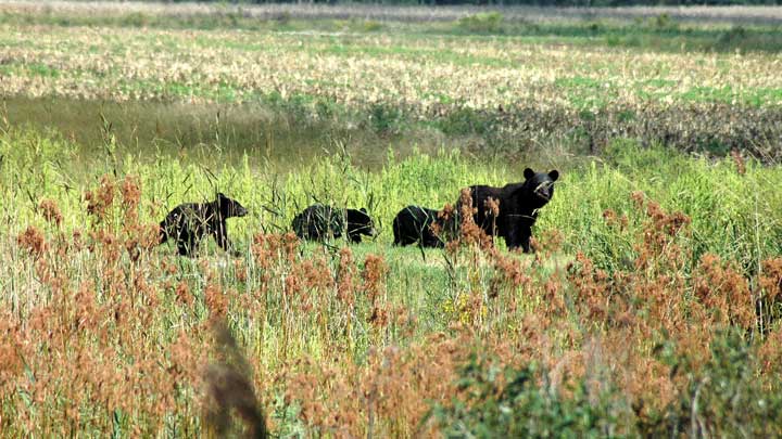 New Jersey black bears have a birth rate that nearly doubles the birth rate of black bears in other states. (Image by Garry Tucker, USFWS.)