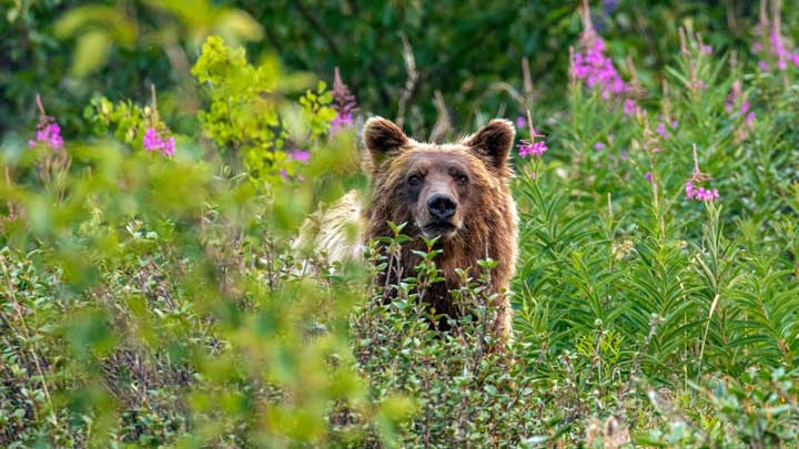 Can You Eat Grizzly Bear Meat?