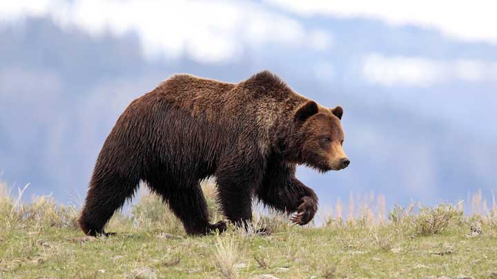 Grizzly bear can be tasty or not, often depending on where it is, what season it is and how old the bear is. (Image by Keith Crowley.)