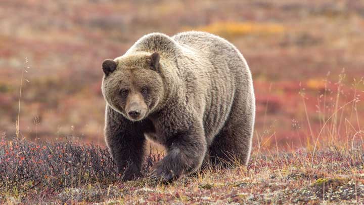 Grizzly bear meat in Alaska can be better the further inland it is when harvested. (Image by Keith Crowley.)