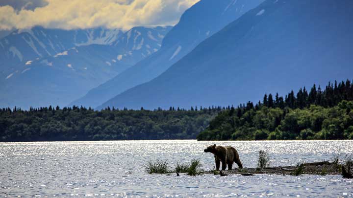 The author was not able to hunt on this trip to Alaska, but he hopes to try bear meat for himself on his next trip. (Image by Keith Crowley.)