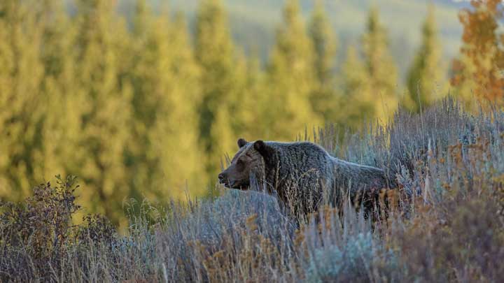 Hunters need to take control of the hunting narrative, including explaining why, or why not, we consume grizzly bear meat. (Image by Keith Crowley.)