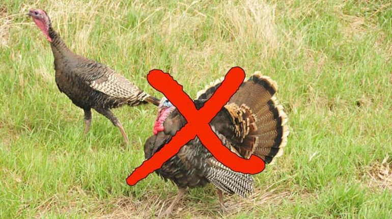 NRA Hunters' Leadership Forum | NRA Among Groups Urging Governors Not to Cancel Spring Hunts