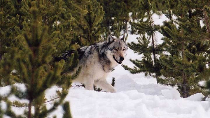 NRA-ILA Partners with Colorado Stop the Wolf Coalition