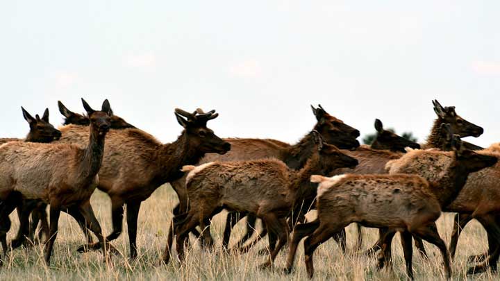 Elk, moose and muledeer all will suffer if gray wolves are introduced into Colorado as animal rights' extremists hope to do with a ballot box initiative. (Image by Ryan Moehring, USFWS Mountain-Prairie.)