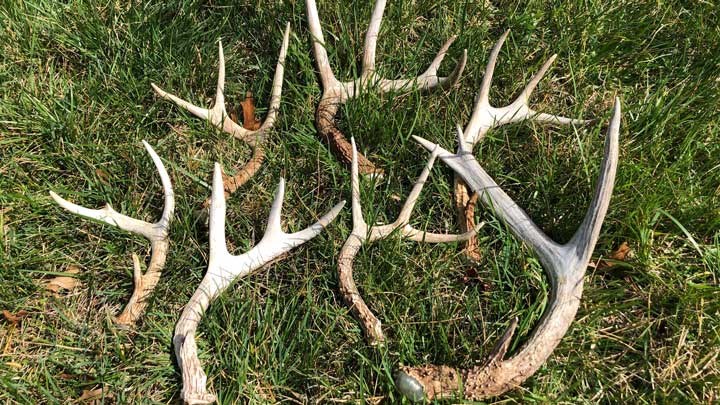 What Hunters Can Do During Coronavirus Quarantine