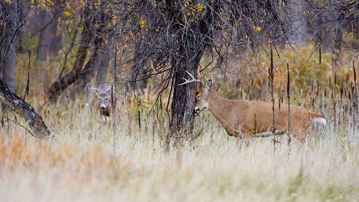 In fall bucks scrape off their velvet and in spring they shed their antlers. Spring is a great time to shed hunt. (Image by USFWS.)