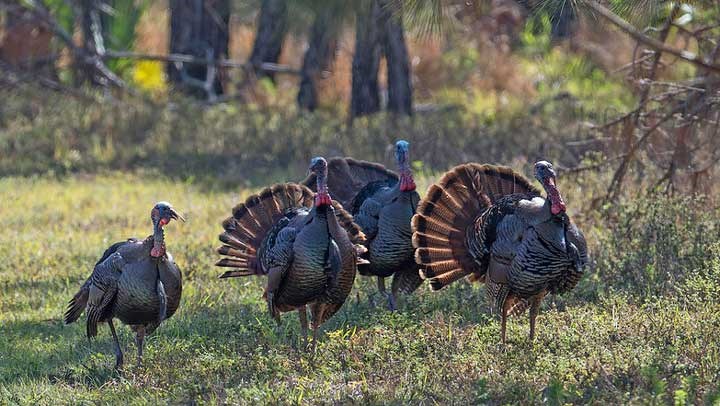 NRA Signs Letter to Governors, Mayors to Keep Hunting Open