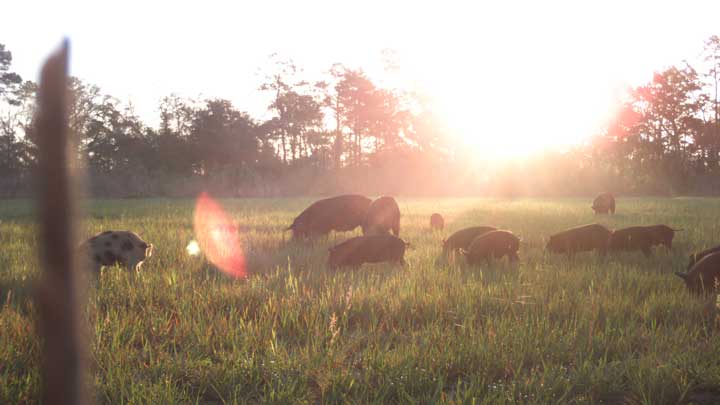 Wild pigs are invasive species so you can hunt them in spring and throughout the year. The NRA and other outdoor groups are hoping to convince government officials at all levels to lift any and all hunting bans during COVID-19. (Image courtesy of Florida Fish and Wildlife Conservation Commission.)