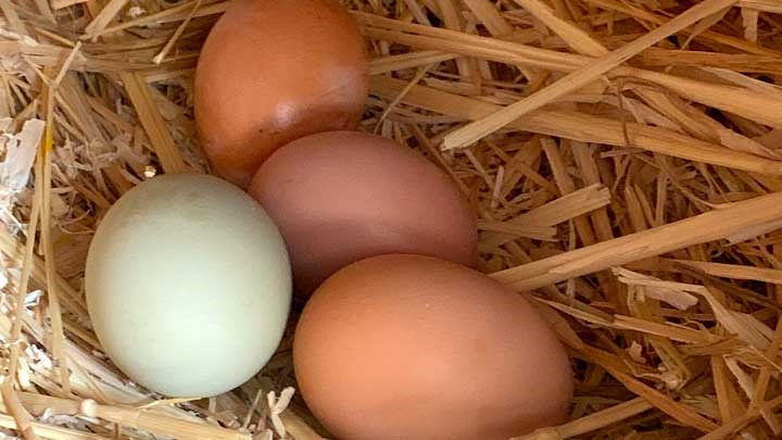 Green Eggs and Hunt: Examining Hunting’s Role in Nature and Humanity