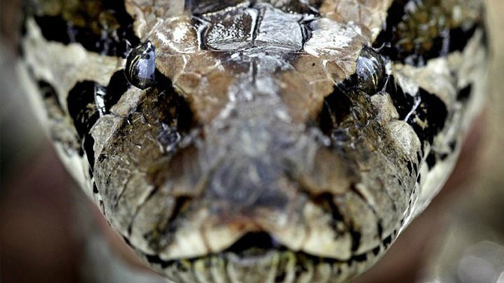 NRA Hunters' Leadership Forum | Touting Hunters’ Role in Invasive and Native Species Management