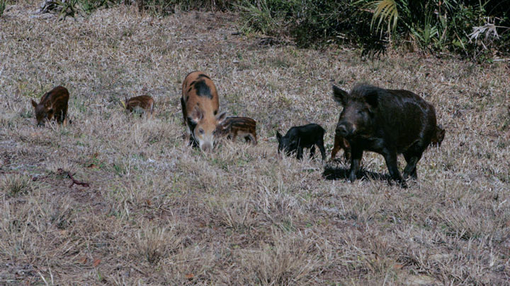 wild boar