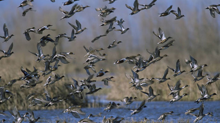 Ducks in flight