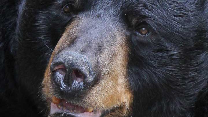 NRA Hunters' Leadership Forum | Overcoming Fear of Heights Can Be a Bear