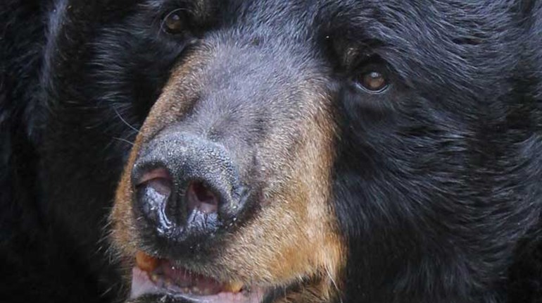 NRA Hunters' Leadership Forum | Overcoming Fear of Heights Can Be a Bear