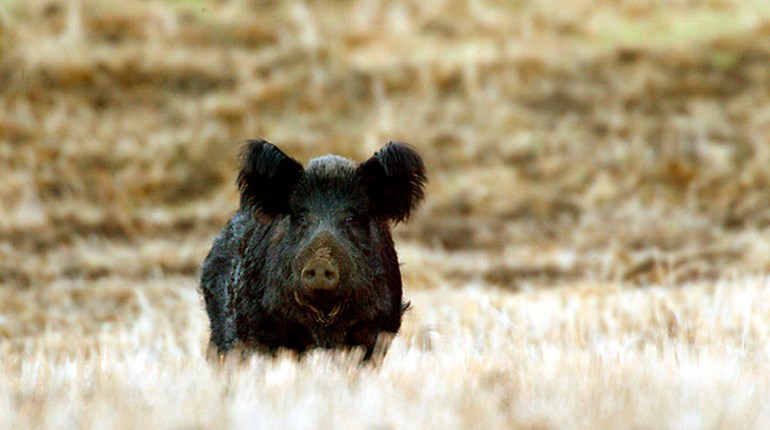 NRA Hunters' Leadership Forum | Hog Wild: A Hunter’s View of America’s Feral Swine Invasion