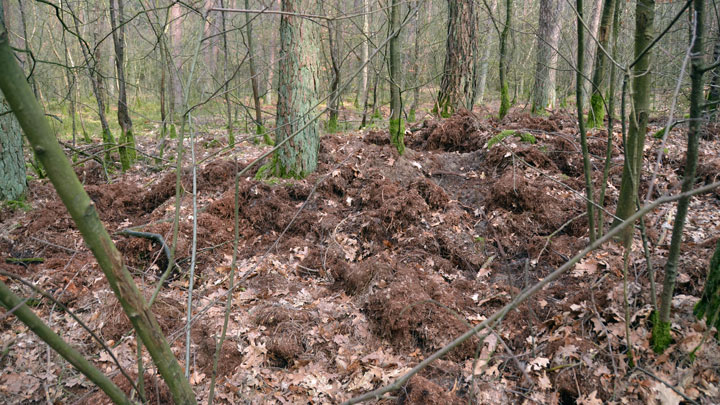 Close-up of the damage feral hogs do when rooting