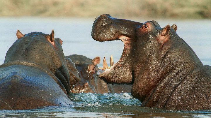 hippos in water