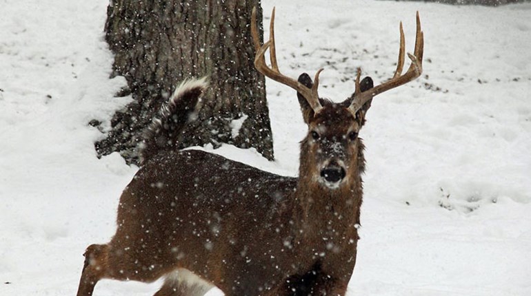 NRA Hunters' Leadership Forum | Wisconsin Hunters Vote No to Deer Season Change, Yes to Bear Season