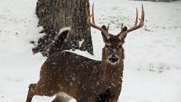 Wisconsin Hunters Vote No to Deer Season Change, Yes to Bear Season